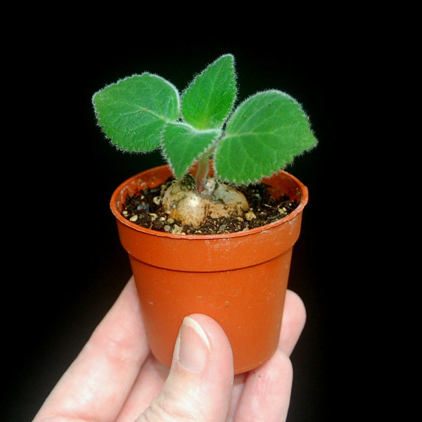 Sinningia Bonita's - Rechsteineria Bonita's - Caudexpflanze