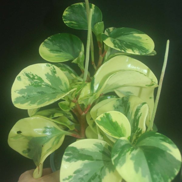 Peperomia obtusifolia variegata, gescheckt, groß