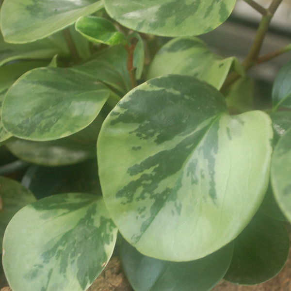 Peperomia obtusifolia variegata, gescheckt, groß