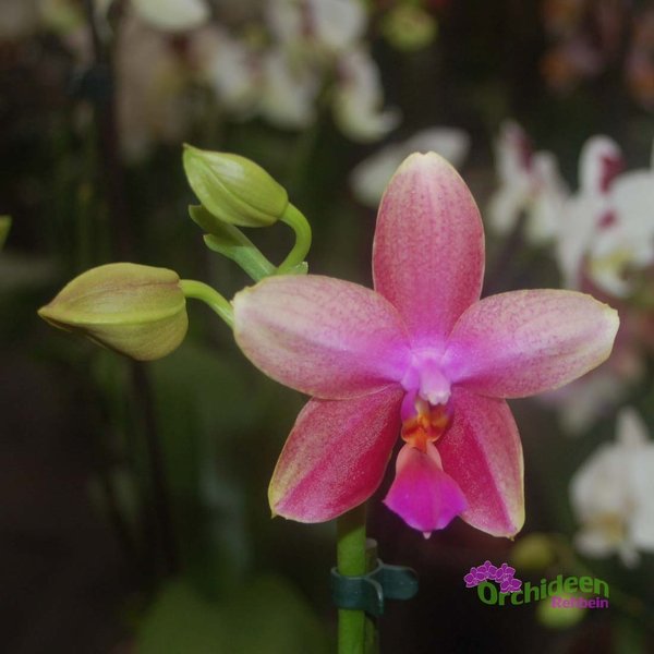 Phalaenopsis Liodoro - Duftorchidee, 1 Rispe