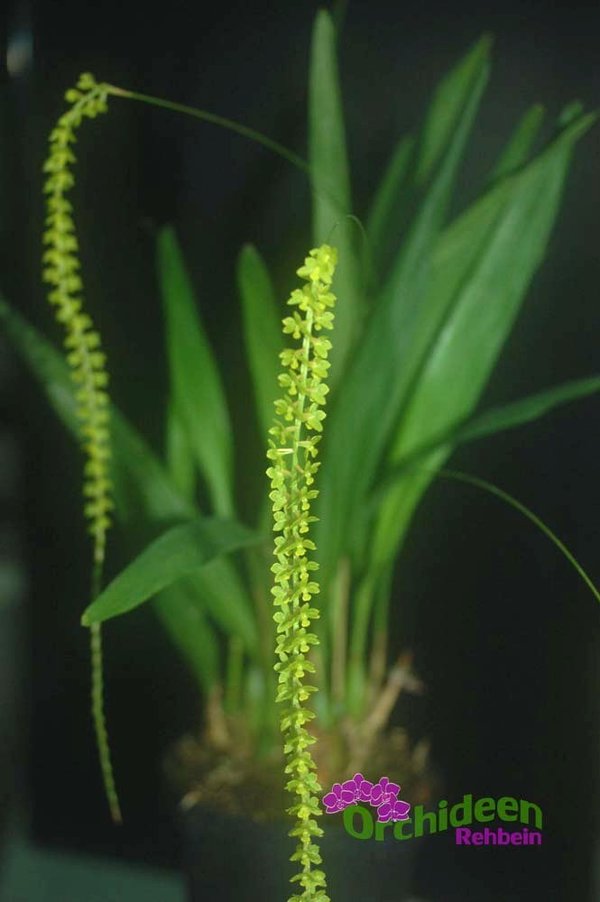 Dendrochilum spec, kleinblumig, gelb-grün