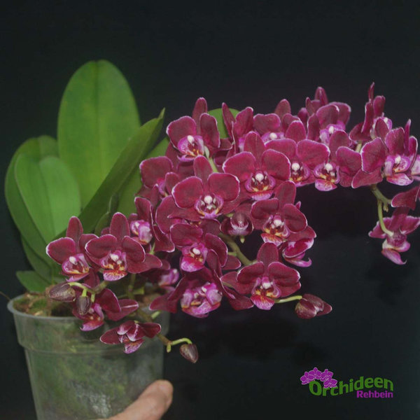 Phalaenopsis-Hybride Weinrot, 2  Pflanzen im 13er Topf,  multiflower