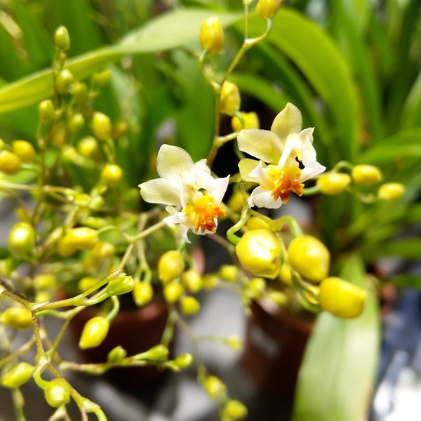 Oncidium Tiny Twinkle creme/gelb- Duftorchidee