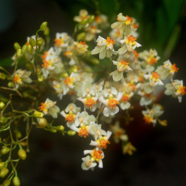 Oncidium Tiny Twinkle creme/gelb- Duftorchidee
