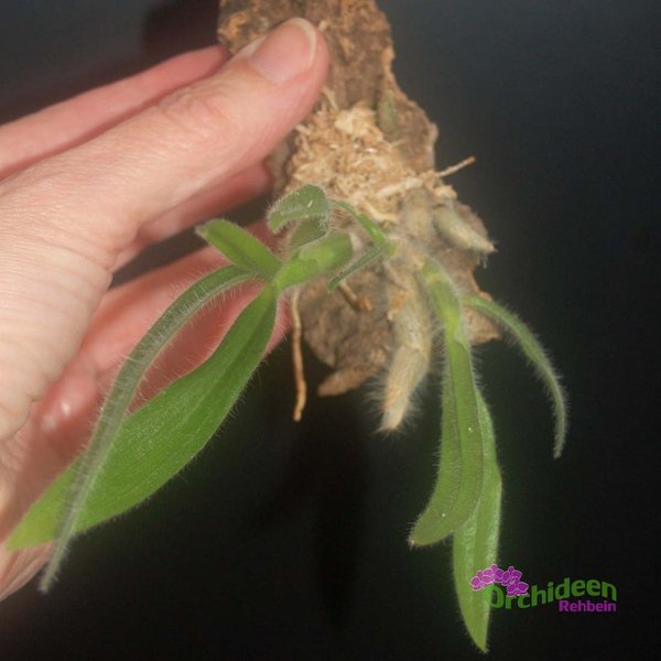 Dendrobium senile, aufgebunden, Duftorchidee