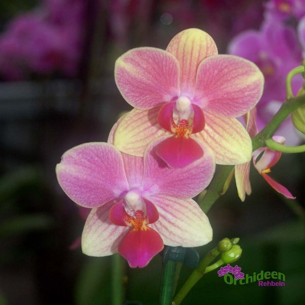Phalaenopsis-Hybride,  bicolor Pink gestreift,  1 Pflanze mit 2-3 Rispen