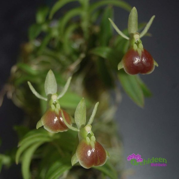 Epidendrum porpax, aufgebunden