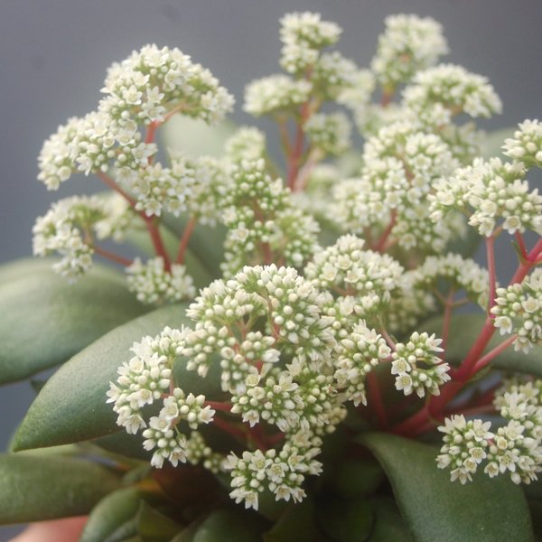 Crassula Rosularis - Duftpflanze, mehrtriebig
