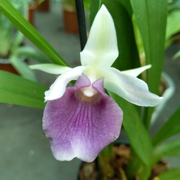 Cochleanthes Hybride - Duftorchidee,  Weiss mit Lila Lippe