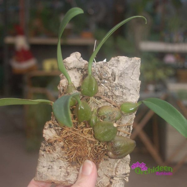 Bulbophyllum careyanum, aufgebunden