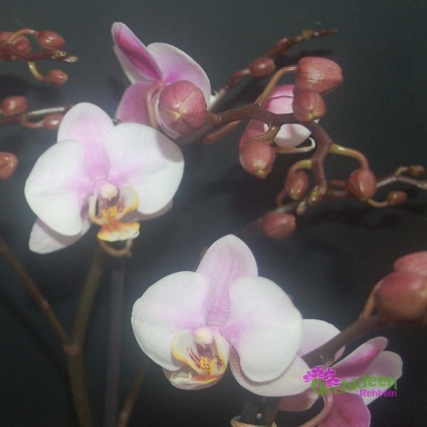Phalaenopsis-Hybride Rosa-Weiss ,  1  Pflanze im Topf,  2 Rispen verzweigt