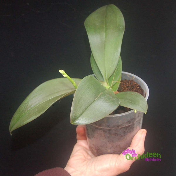 Phalaenopsis Mini Mark, 1 Pflanze im Topf, 2-3 Rispen