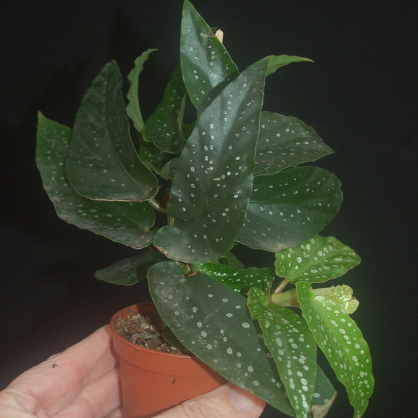 Begonia albopicta, klein