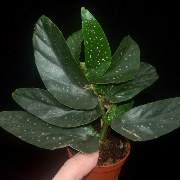 Begonia albopicta, klein