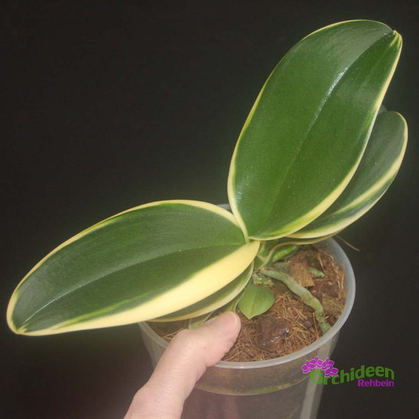 Phalaenopsis Sogo Vivien variegata, 1 Pflanze im Topf, 2-3 Rispen, knospig