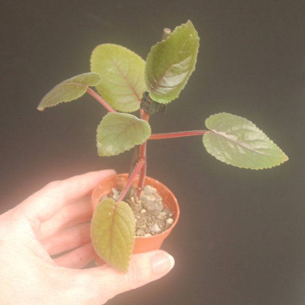 Sinningia eumorpha - Rechsteineria eumorpha - Caudexpflanze