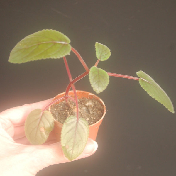 Sinningia eumorpha - Rechsteineria eumorpha - Caudexpflanze