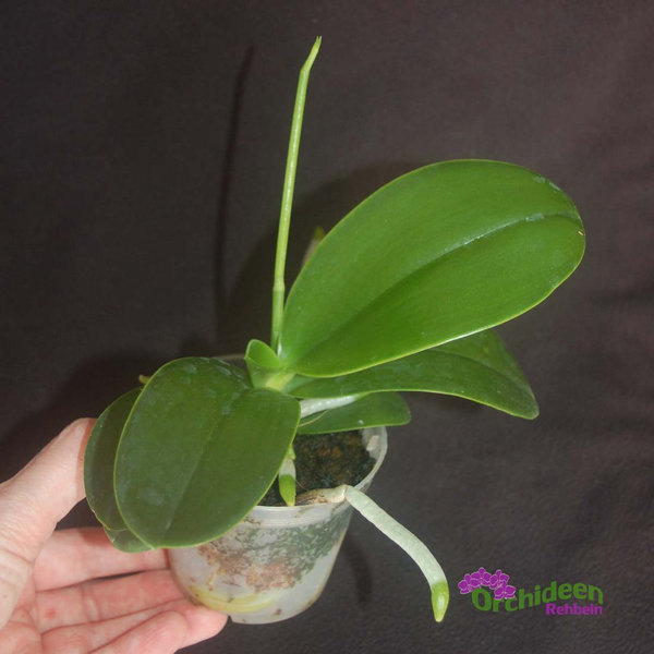 Phalaenopsis pulchra dark - Duftorchidee