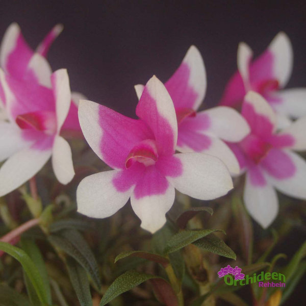Dendrobium cuthbertsonii x sulawesiense, weiss-pink