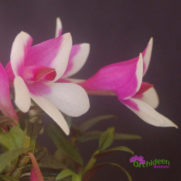Dendrobium cuthbertsonii x sulawesiense, weiss-pink