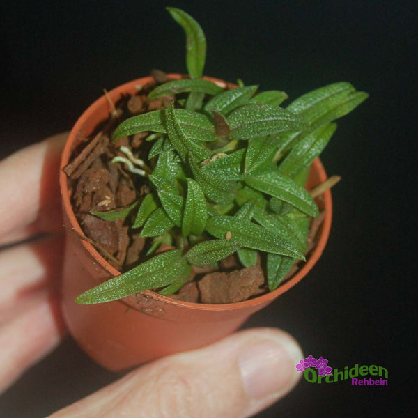 Dendrobium cuthbertsonii - rot, im 5,5er Topf