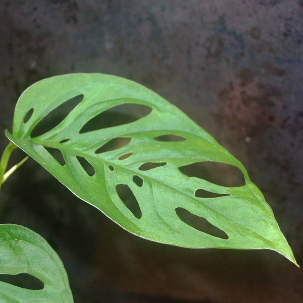 Monstera acuminata, Rankpflanze, Hängepflanze