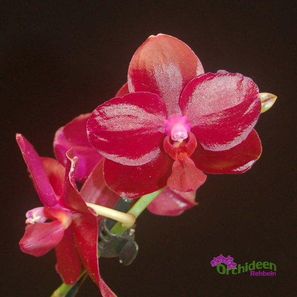 Phalaenopsis Sogo Relax  - Duftorchidee, 2 Rispen
