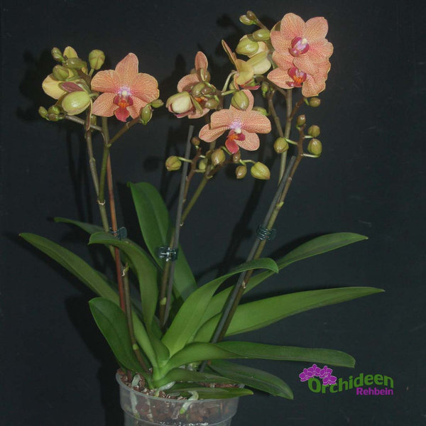 Phalaenopsis Gelb-Orange gepunktet, 2 Pfl./ 3 Rispen