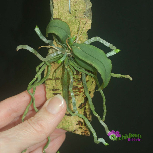 Phalaenopsis wilsonii x Phalaenopsis thailandica, Miniaturhybride