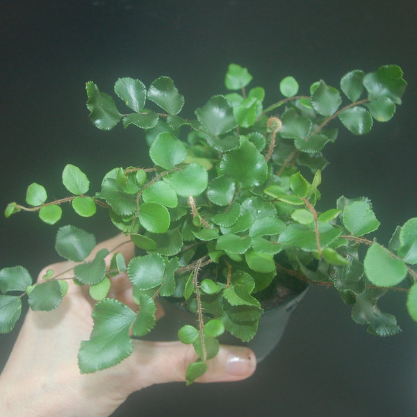 Pellaea rotundifolia - Farn