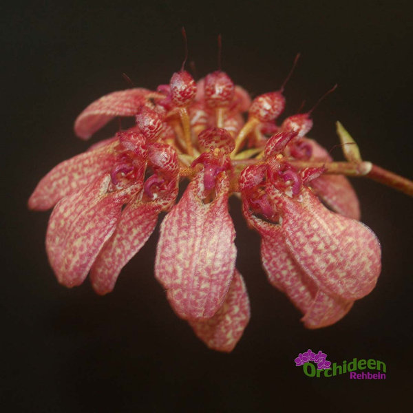 Bulbophyllum eberhardtii, Topf