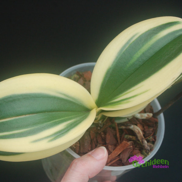 Phalaenopsis Sogo Vivien variegata, 1 Pflanze im Topf,  viel weiss