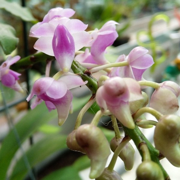 Aerides quinquevulnera - Duftorchidee, zum Aufhängen