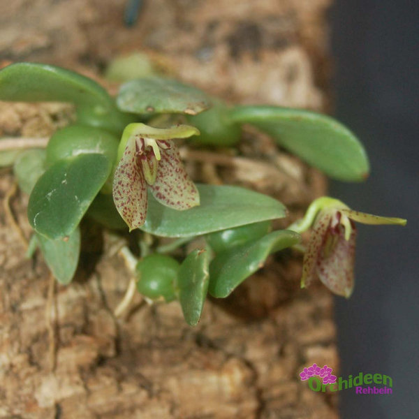 Trias nummularia (Syn.) - Bulbophyllum cambodianum