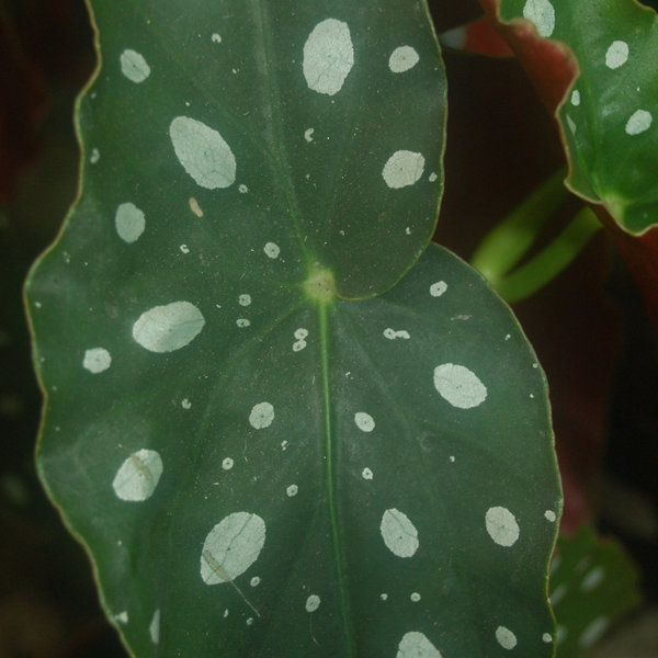 Begonia maculata - Forellenbegonie