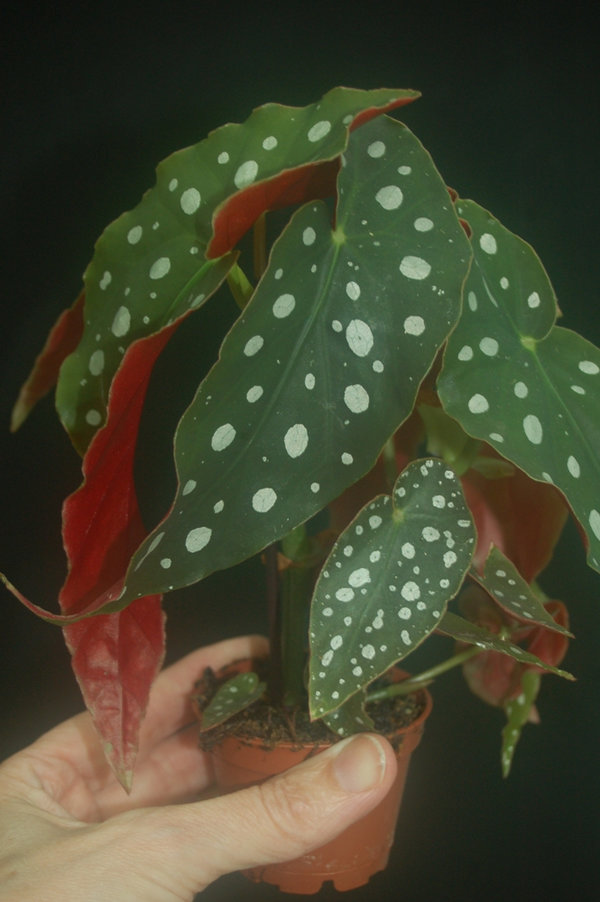 Begonia maculata - Forellenbegonie