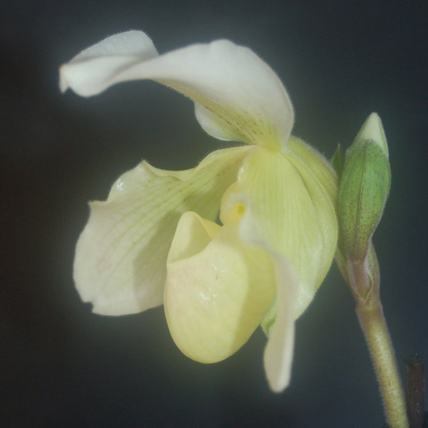 Paphiopedilum Hybride, kleinblumig, weiss-gelblich, leicht gepunktet