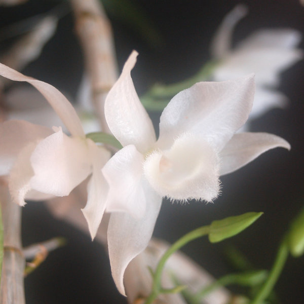 Dendrobium parishii alba -  Duftorchidee