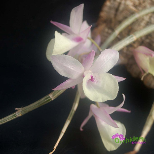 Dendrobium pierardii, aufgebunden