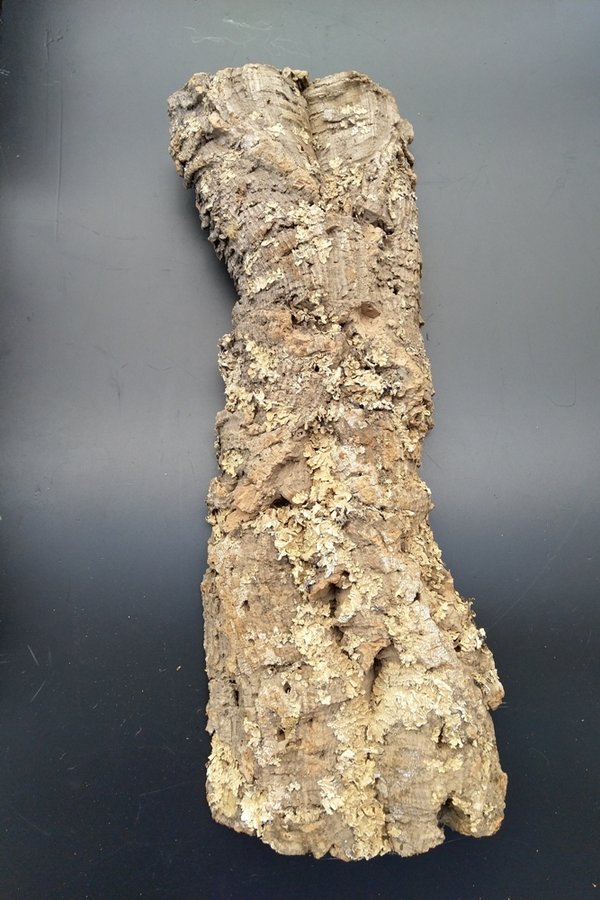 Kork-Stück, naturbelassen, mit Flechtenresten, Länge ca. 50cm / Breite ca. 16-20cm