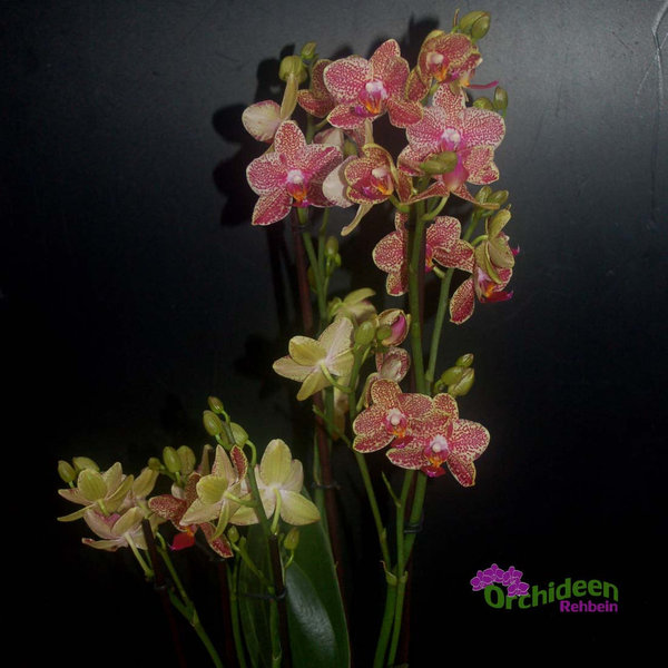 Phalaenopsis-Hybride,  gepunktet, multiflower,  1 Pflanze mit 3-4 Rispen