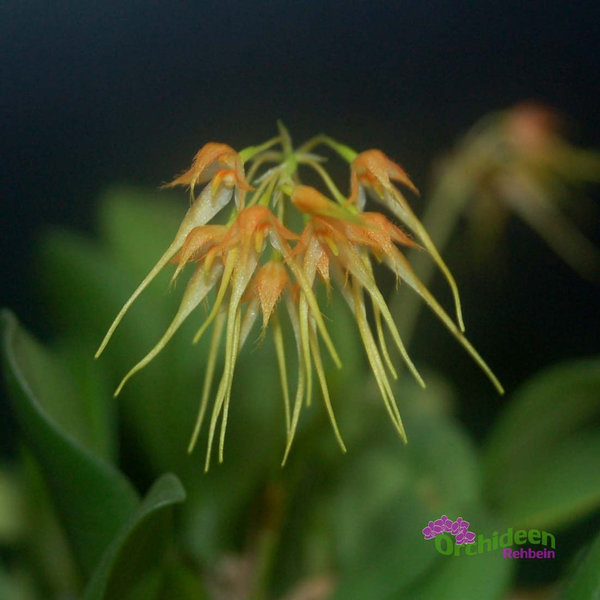 Bulbophyllum taiwanense, aufgebunden