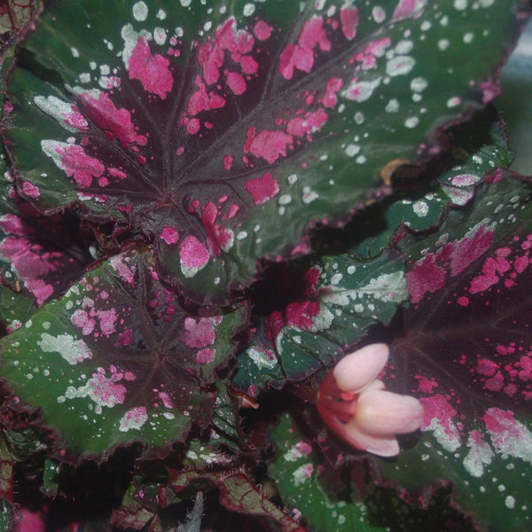 Begonia Rex Hybride, bunt, mittelgroß