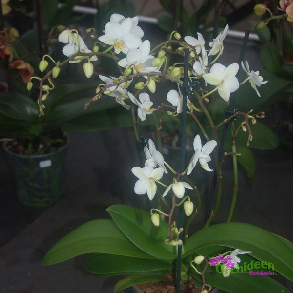 Phalaenopsis-Hybride,  kleinblumig weiss,  1 Pflanze mit 4-5 Rispen