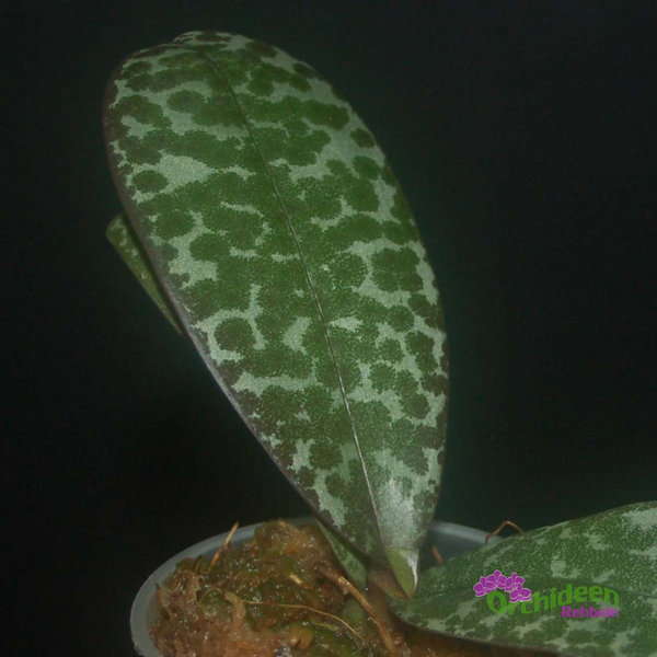 Phalaenopsis stuartiana x celebensis, halbwüchsig, Topf