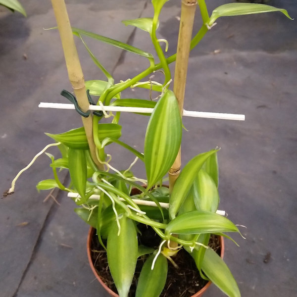 Vanilla planifolia, variegata