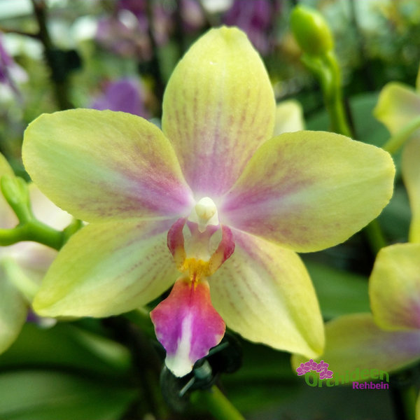 Phalaenopsis Biondoro - Duftorchidee, 2 Rispen