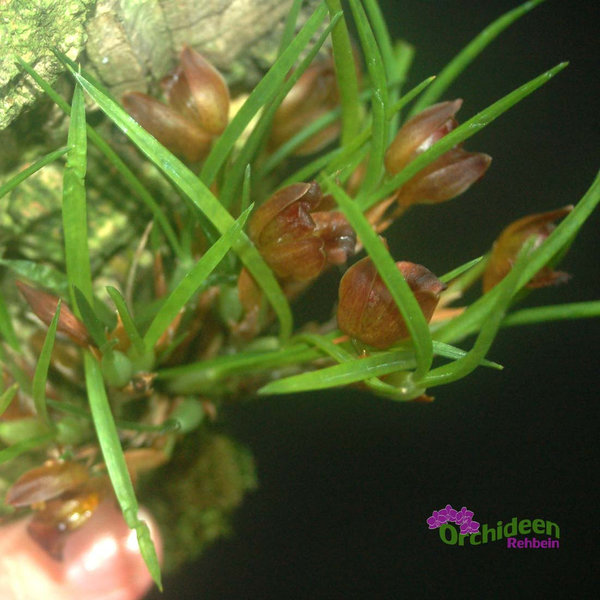 Maxillaria cogniauxiana (Syn.) - Maxillaria paranaensis, aufgebunden
