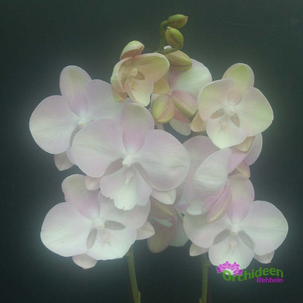 Phalaenopsis Venetian Carnival, 2 Rispen
