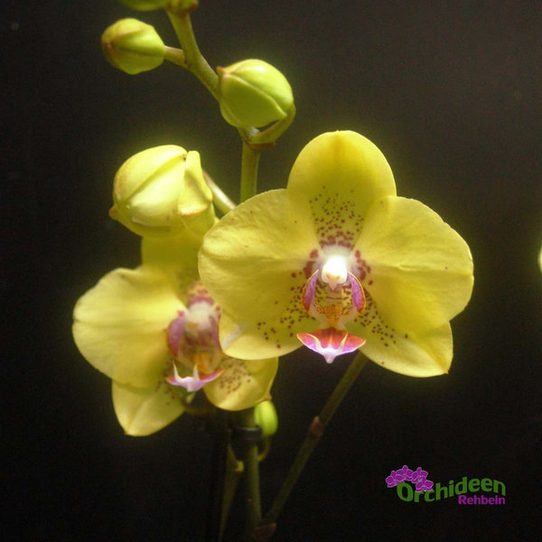 Phalaenopsis-Hybride gelb, gepunktet ,  11er Topf, 2 Rispen